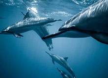 斯洛特辟谣埃基蒂克因红牌罚款：他还年轻，他已意识到错误